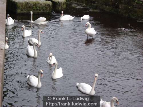 Swans